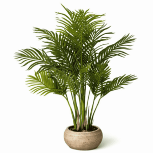 Planta_nórdica