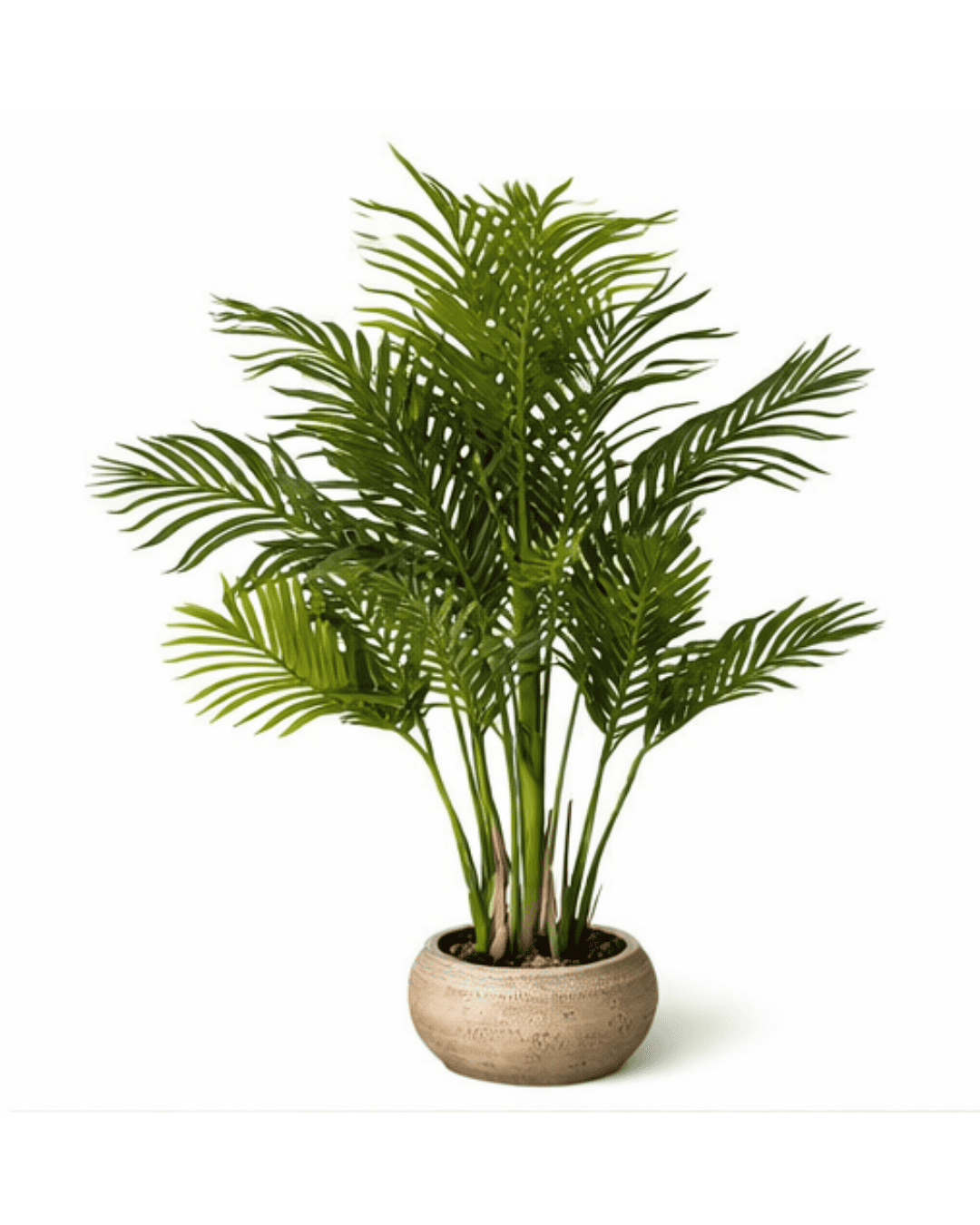 Planta_nórdica